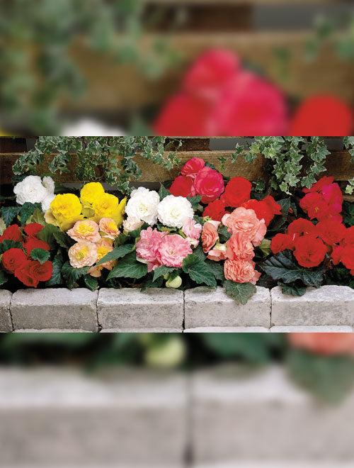 Begonia F-1 Fortune Mix