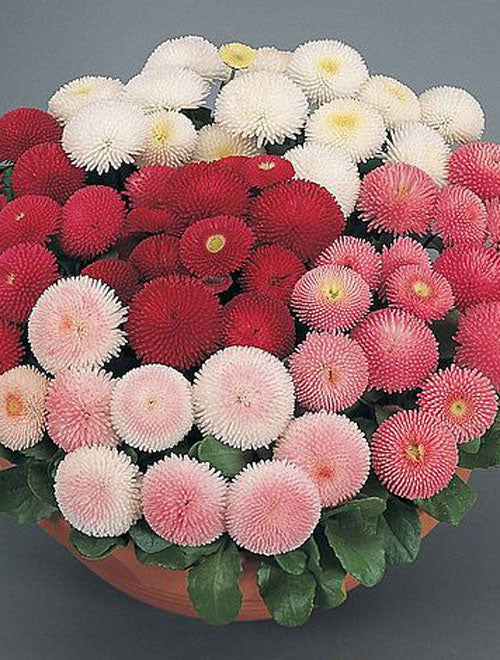 Bellis Perennis Tasso Mixed