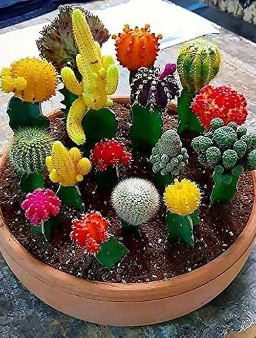 Cactus