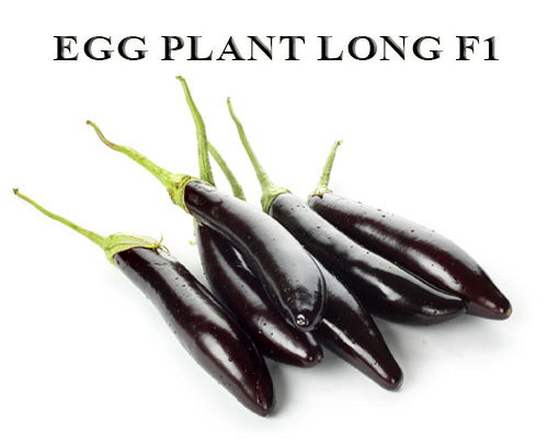 Egg Plant Long (Brinjal)