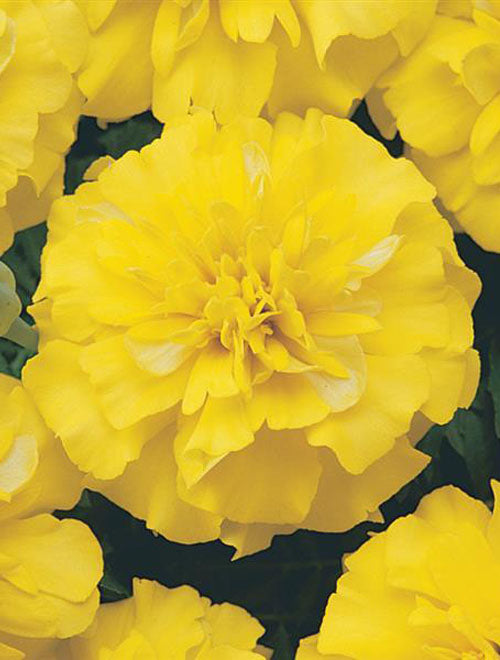 French Marigold Bonanza