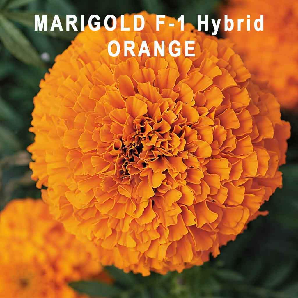 Marigold F1 Hybrid Seeds (Bulk Quantity / Jumbo Packs) | Premium Garden Blooms