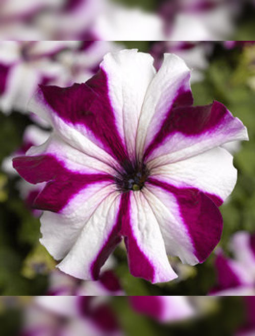 Petunia F-1 Star