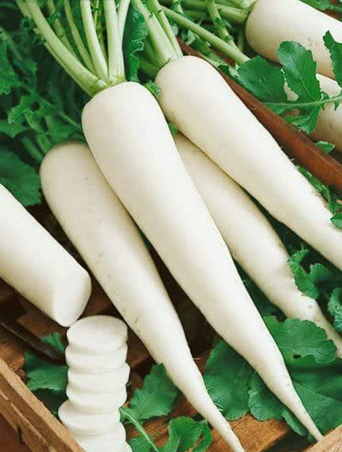 Radish White (Mooli)