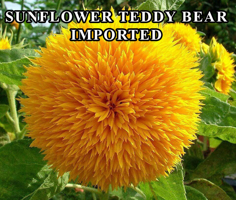 Sunflower Yellow F1 Hybrid
