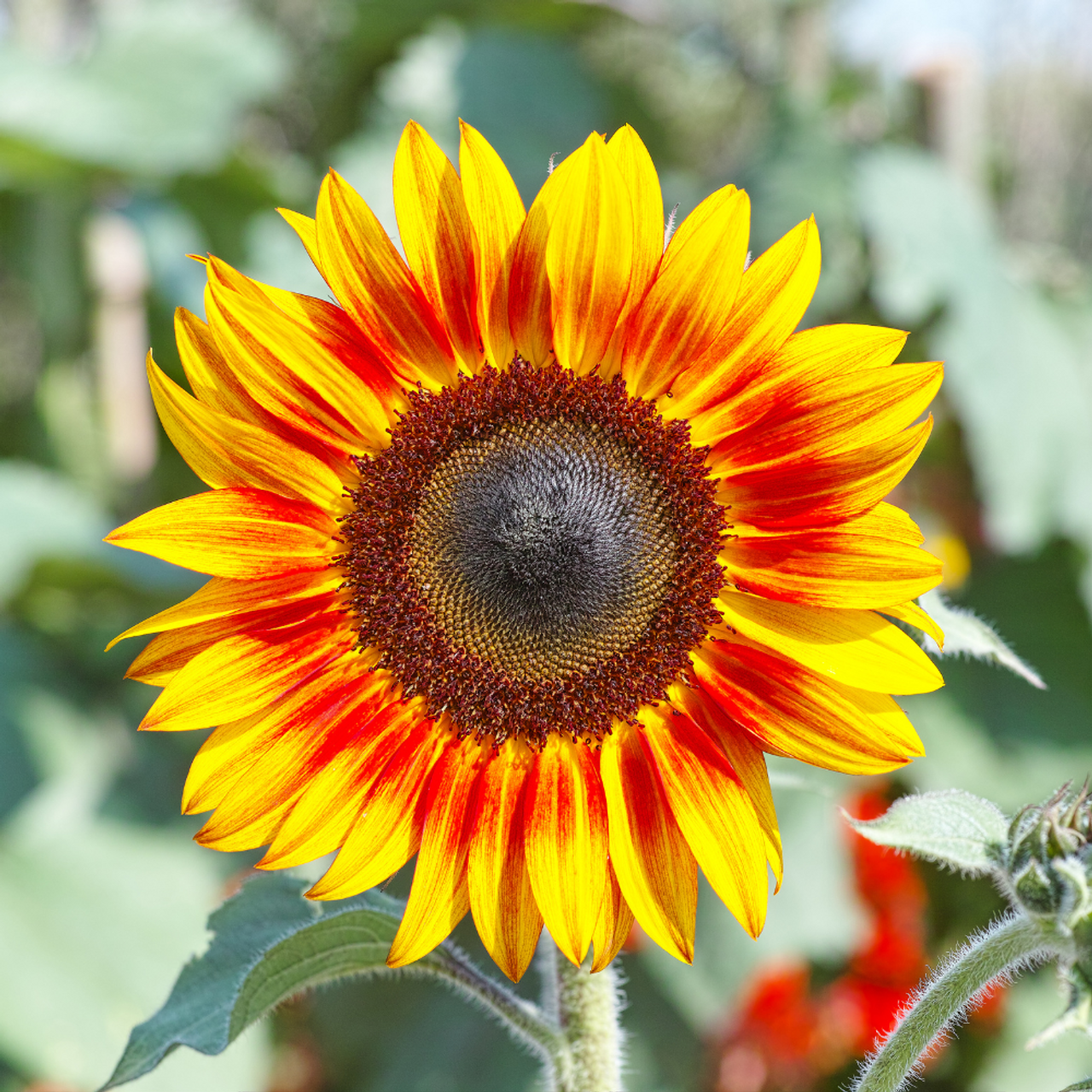 Sunflower Florenza Red Imported