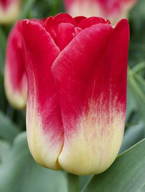 Tulips Bulbs