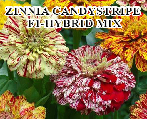 Zinnia Candy Stripe Mix F1 Hybrid