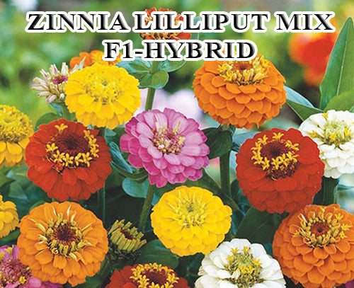 Zinnia Lilliput Mix