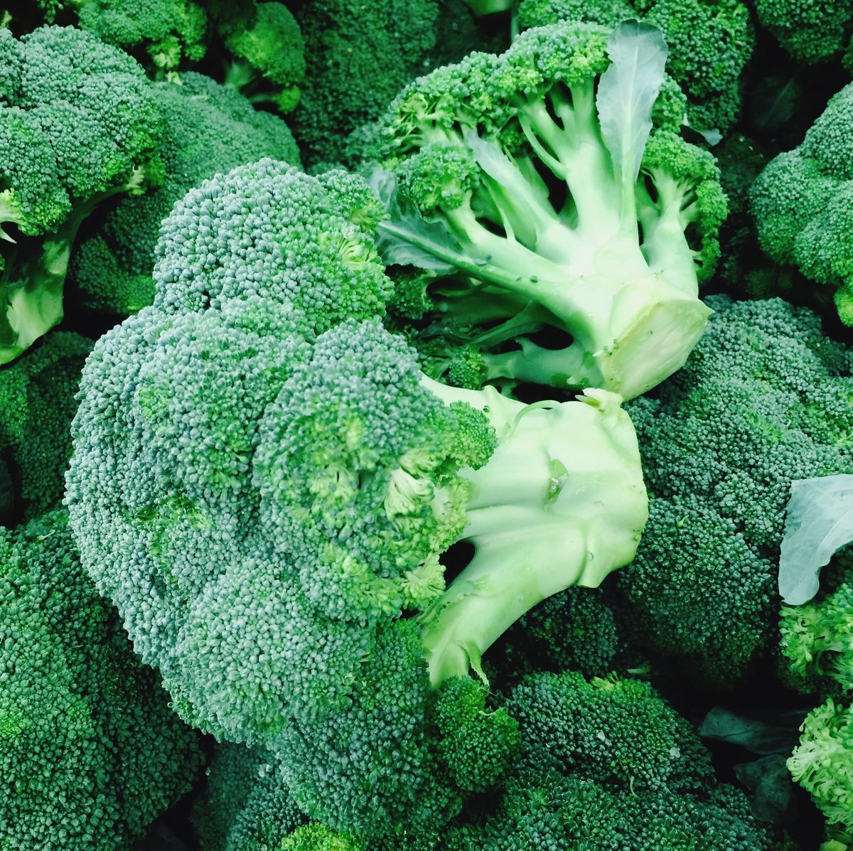 Broccoli F-1 Hybrid
