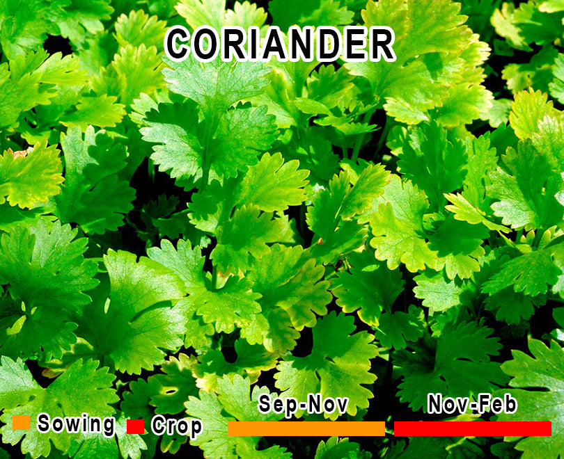 Coriander (Dhania)
