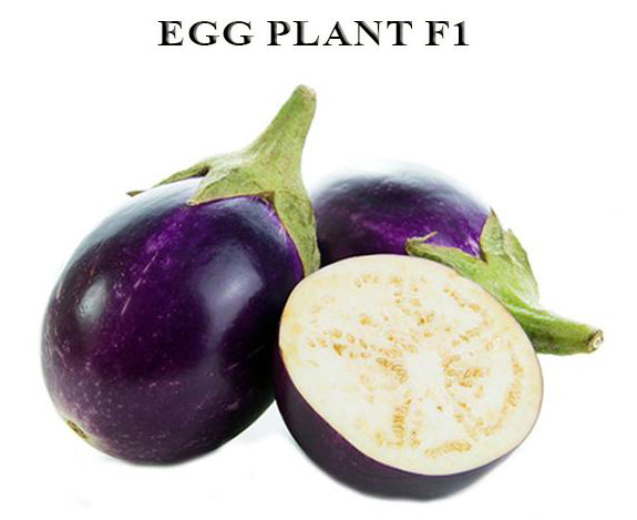 Egg Plant Round (Brinjal Round)
