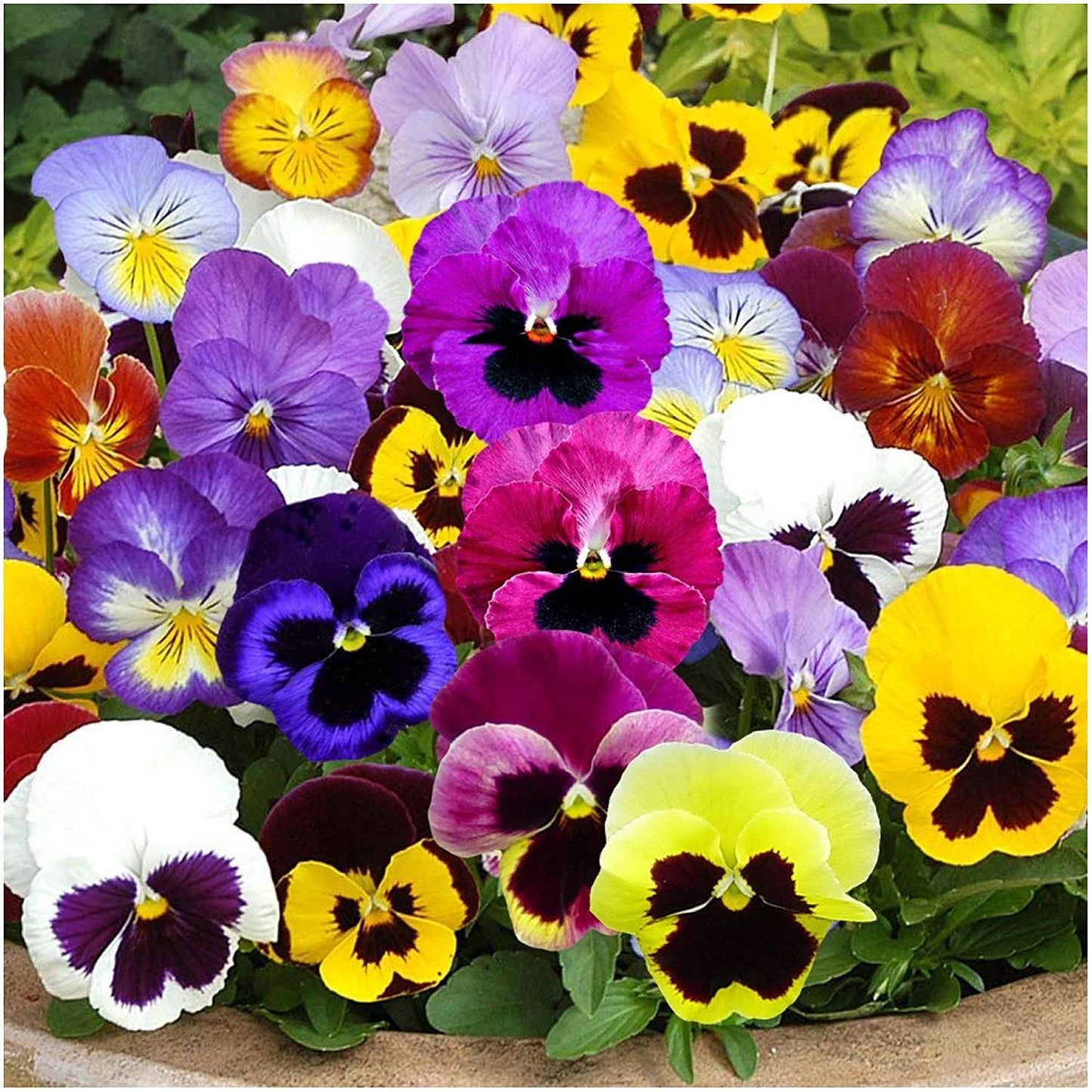 Pansy F-1 Majestic Mix