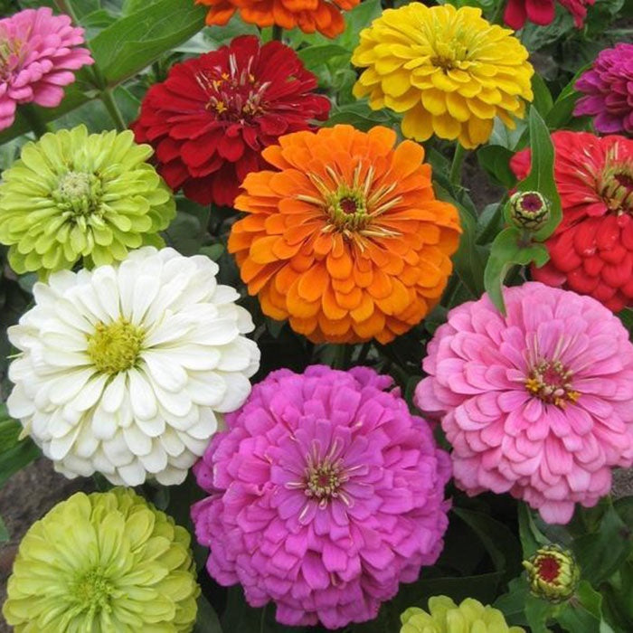 Zinnia Elegans Mix F1 Hybrid