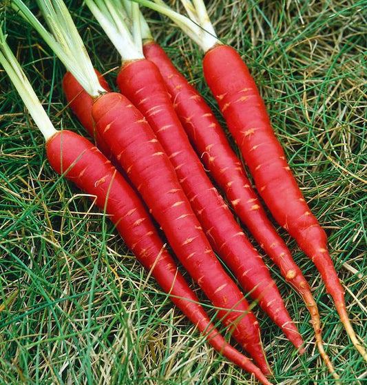 Red Carrot