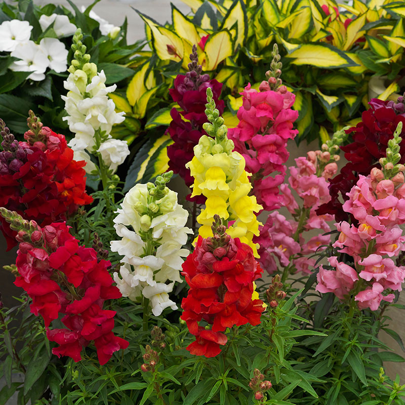 Antirrhinum Sonnet F1 Hybrid Mix