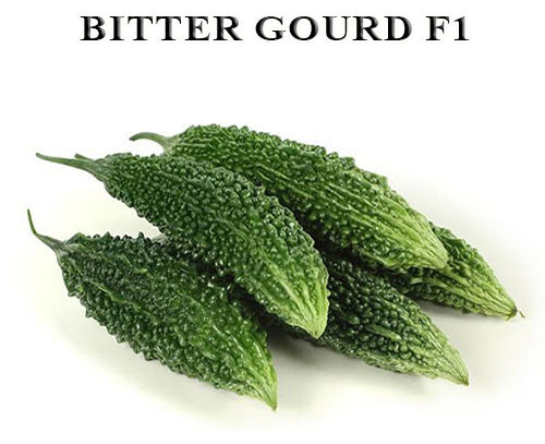 Bitter Guard (Karela)