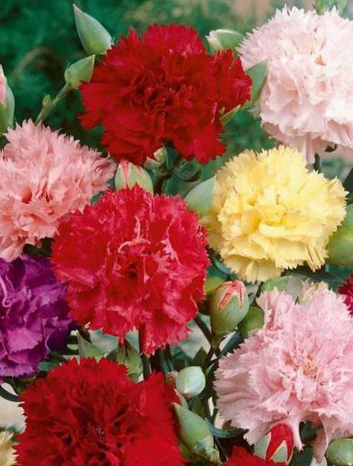 Carnation Chaubaud Mixed
