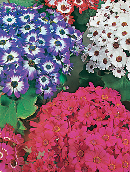 Cineraria F-1 Early Sensation Mix