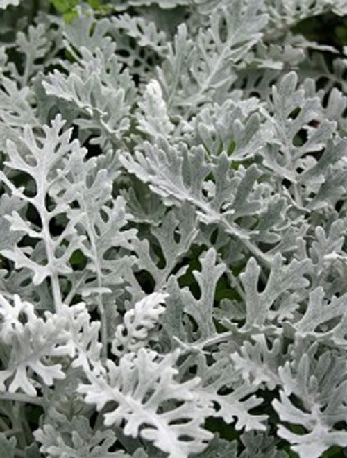 Cineraria Silverdust