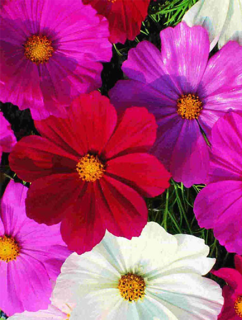 Cosmos Early Sensation Mix