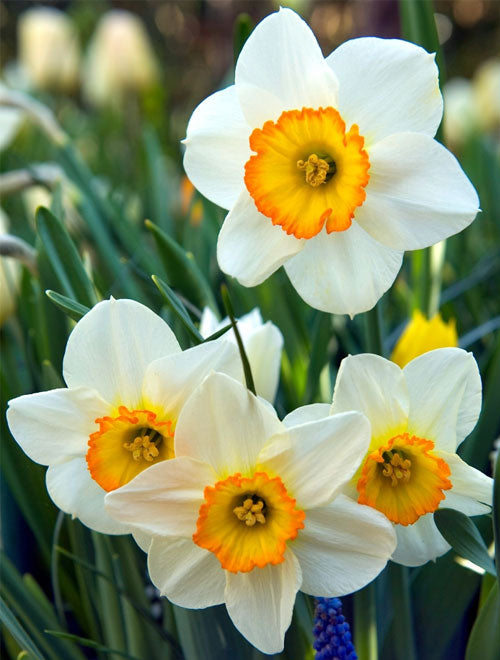 Narcissus/Daffodils Single
