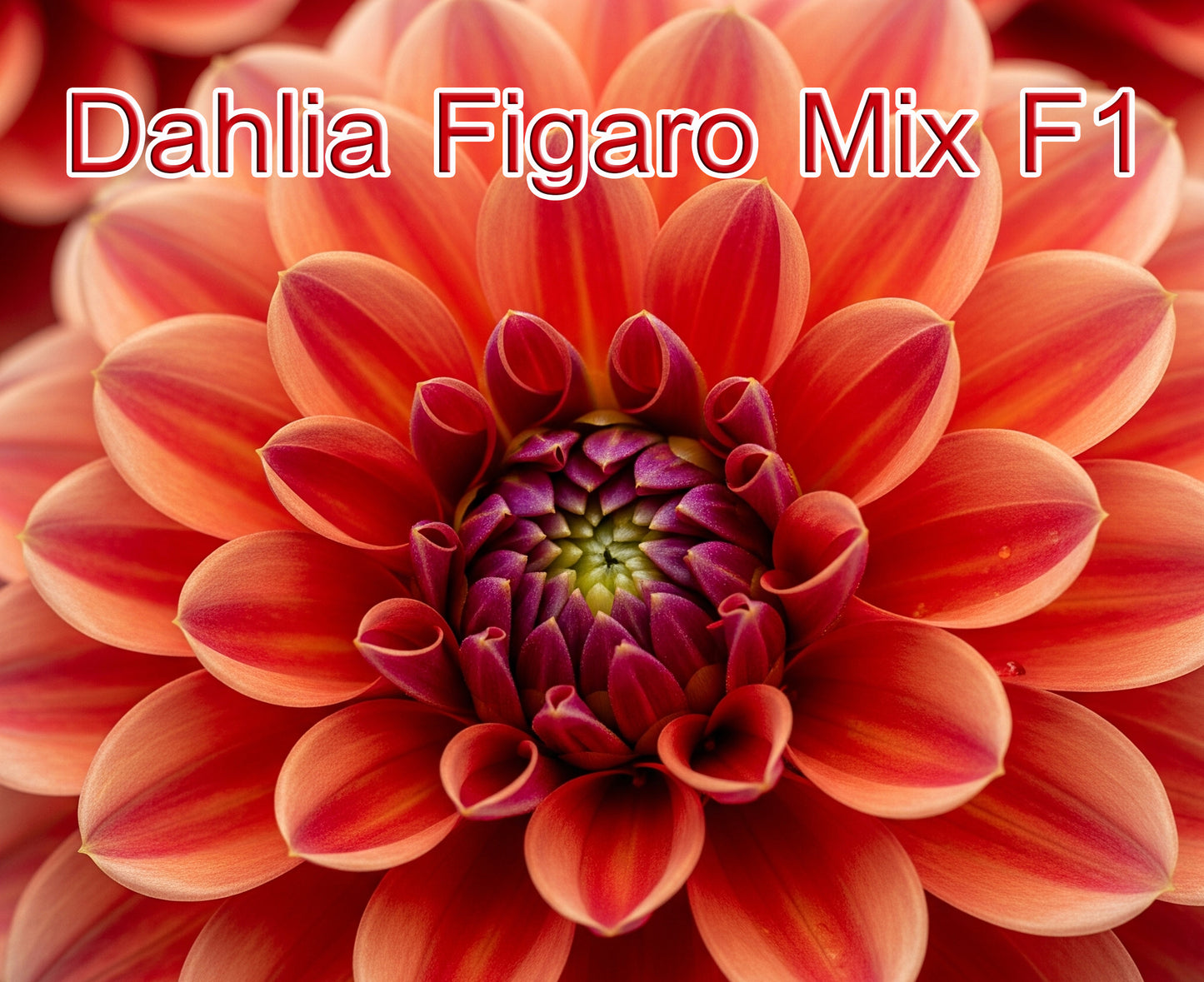 Dahlia Figaro Mix