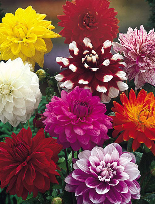 Dahlia Decorative Giant Mix