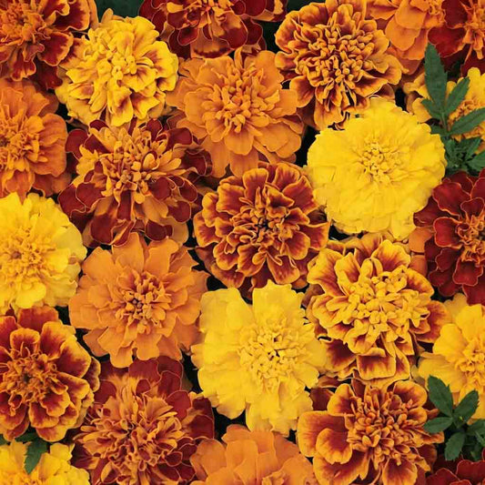 French Marigold Bonanza