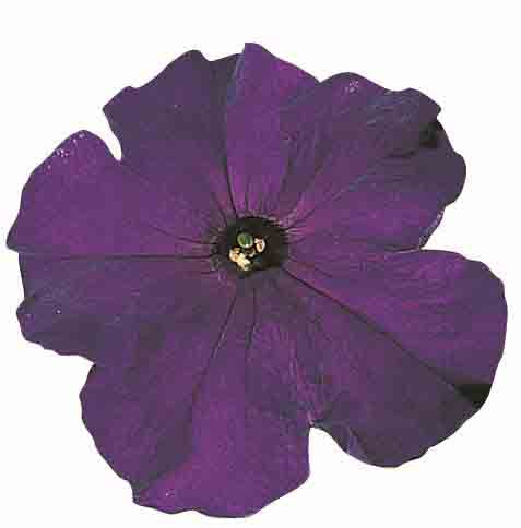 Petunia Falcon F1 Hybrid Seeds Online in Pakistan | High Germination (Single Color Each Pack)