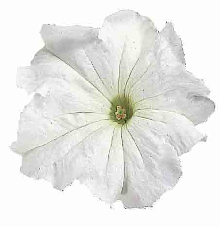 Petunia Falcon F1 Hybrid Seeds Online in Pakistan | High Germination (Single Color Each Pack)