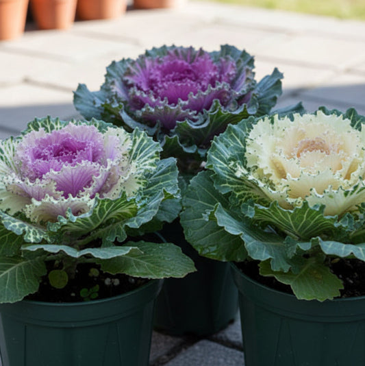 Flowering Cabbage F-1 Osaka (Mix)