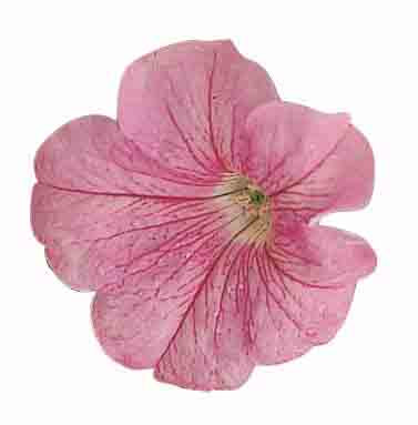 Petunia Falcon F1 Hybrid Seeds Online in Pakistan | High Germination (Single Color Each Pack)