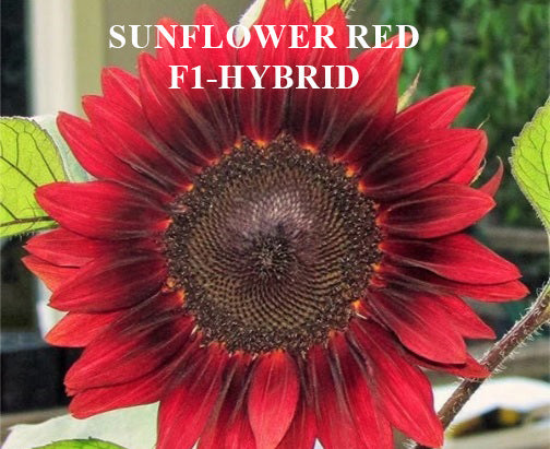 Sunflower Florenza Red F1 Hybrid