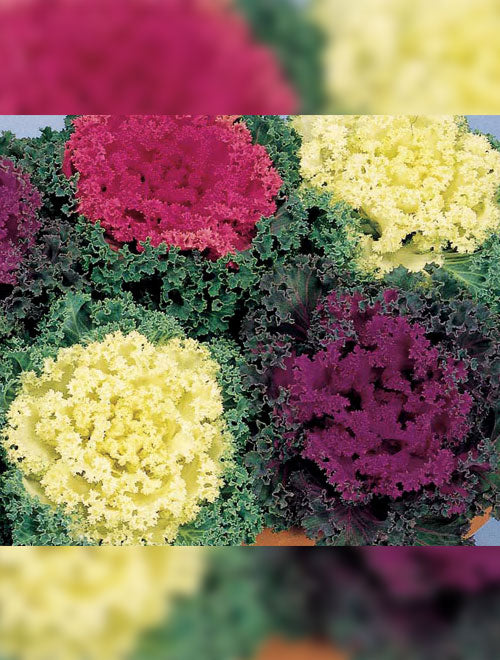 Flowering Kale F-1 Nagoya