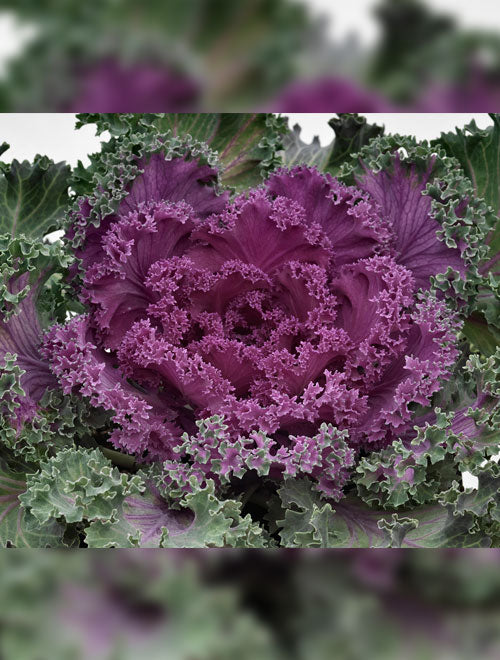 Flowering Kale F-1 Nagoya