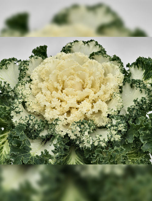 Flowering Kale F-1 Nagoya