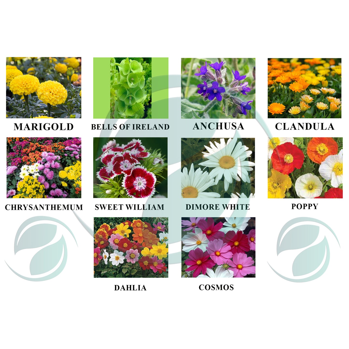 Free Flower Seeds
