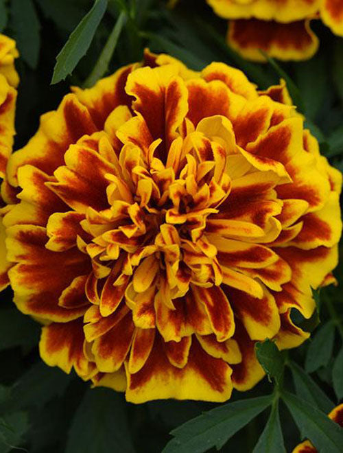 French Marigold Bonanza