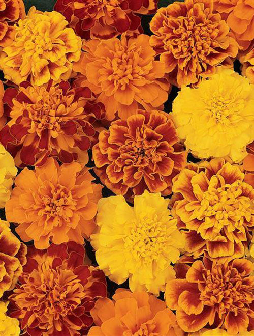French Marigold Bonanza