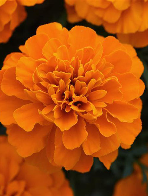 French Marigold Bonanza