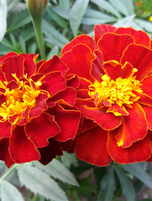 French Marigold Bonanza