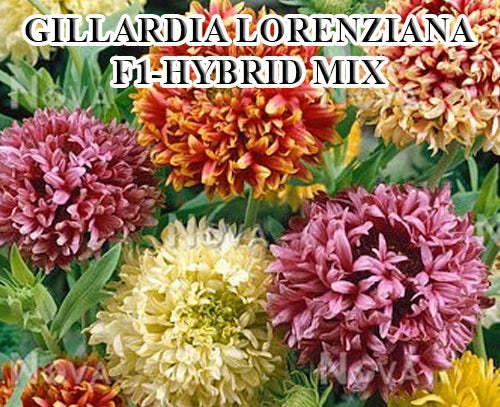 Gaillardia Double Mix F1 Hybrid