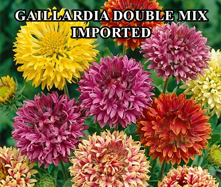 Gaillardia Double Mix Imported