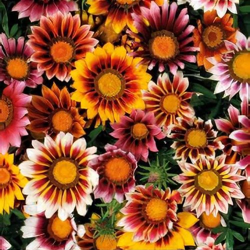 Gazania F1 Sunshine Mix