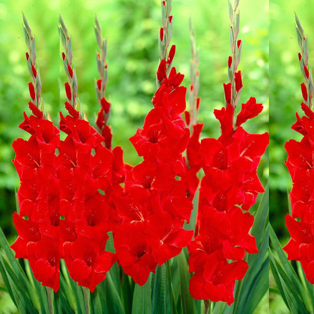 Gladiolus