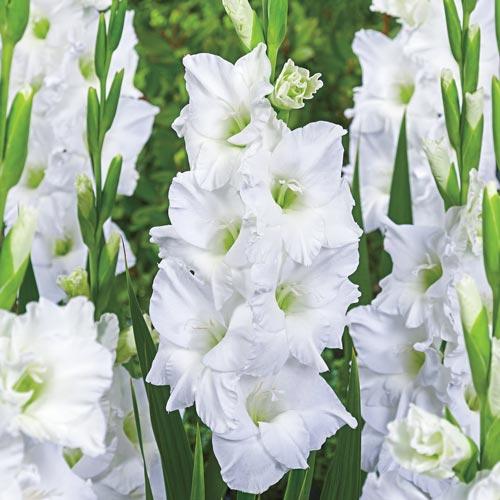 Gladiolus