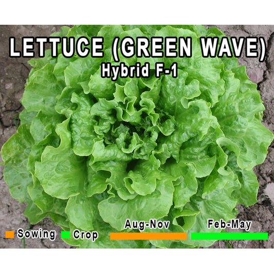 Lettuce Green Wave