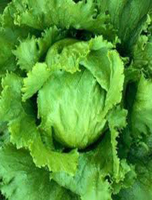 Lettuce Iceberg Cisco