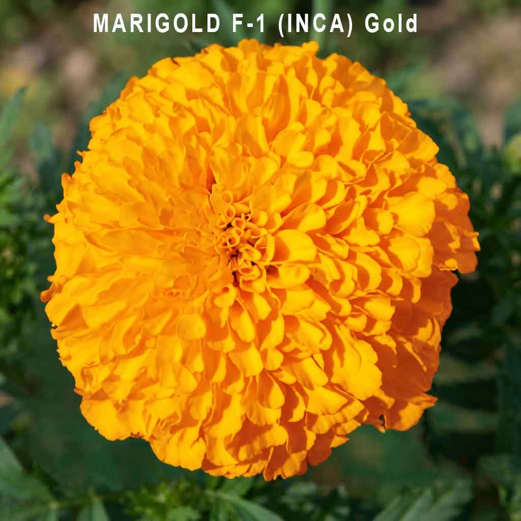 Marigold F1 Hybrid Seeds (Bulk Quantity / Jumbo Packs) | Premium Garden Blooms